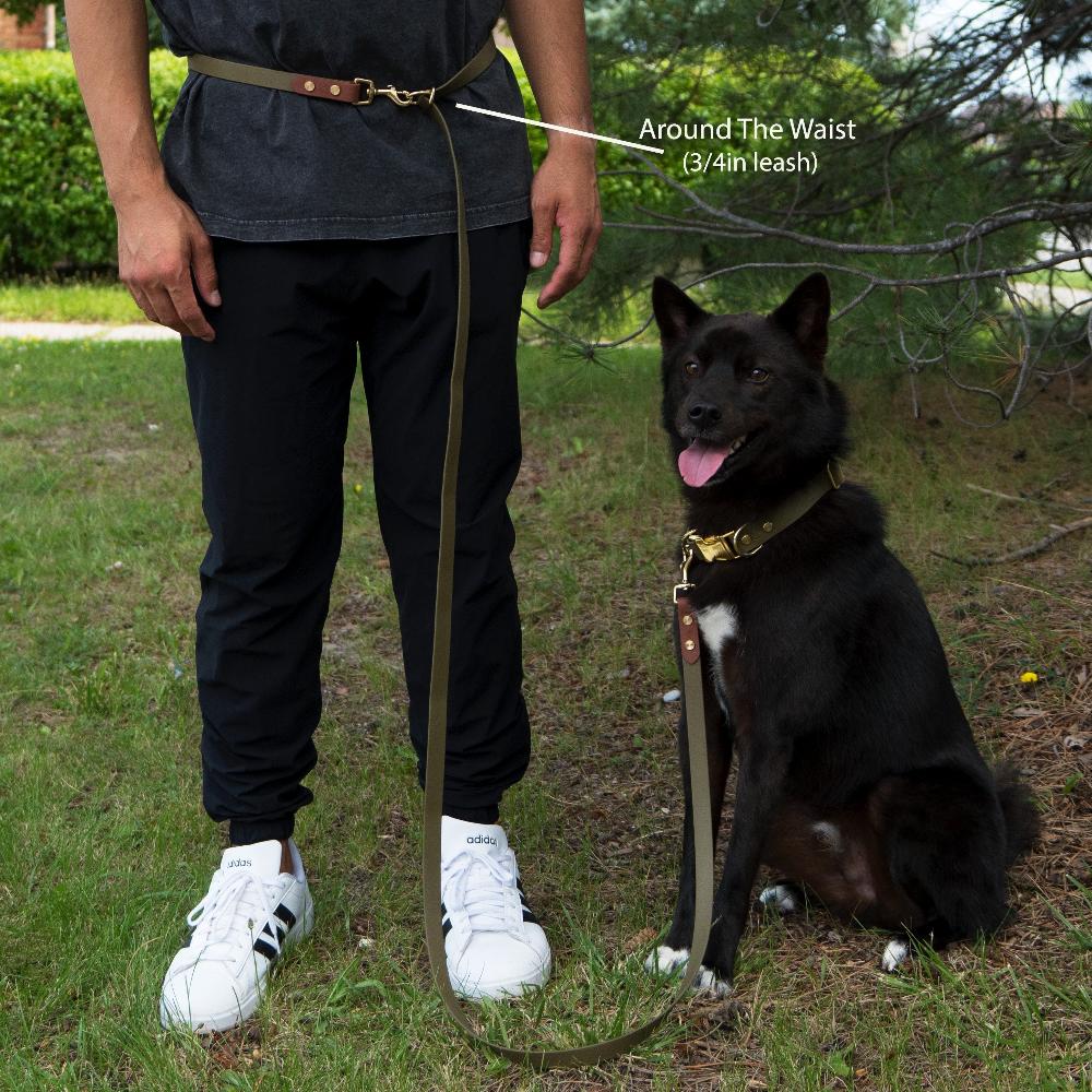 A person standing with a 3/4 in Olive Green Hands Free Jindo leash around the waist with a korean jindo dog sitting on the grass.