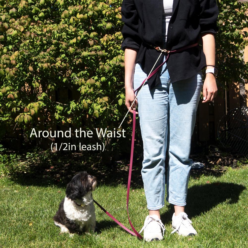 A person standing with blue jeans with 1/2 inch burgundy wine hands free jindo leash wrapped around the waist with a small dog sitting on the grass