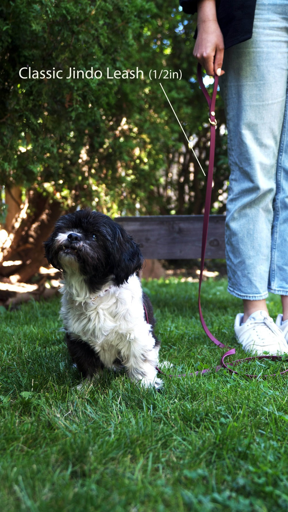 A small dog sits on grass, with a 1/2-inch-wide burgundy wine Classic Jindo leash, held by a person in blue jeans and white sneakers.