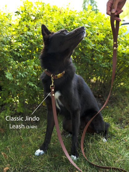 A korean jindo dog sits on grass, with a 3/4-inch-wide medium brown Classic Jindo leash held by someones hand