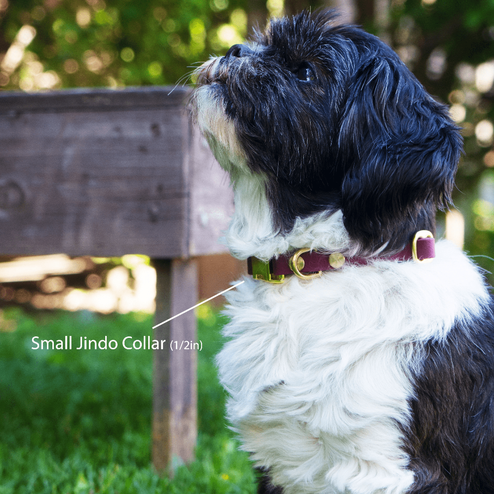 A small dog wearing a small, 0.5-inch-wide Jindo collar in burgundy wine leather with brass hardware.