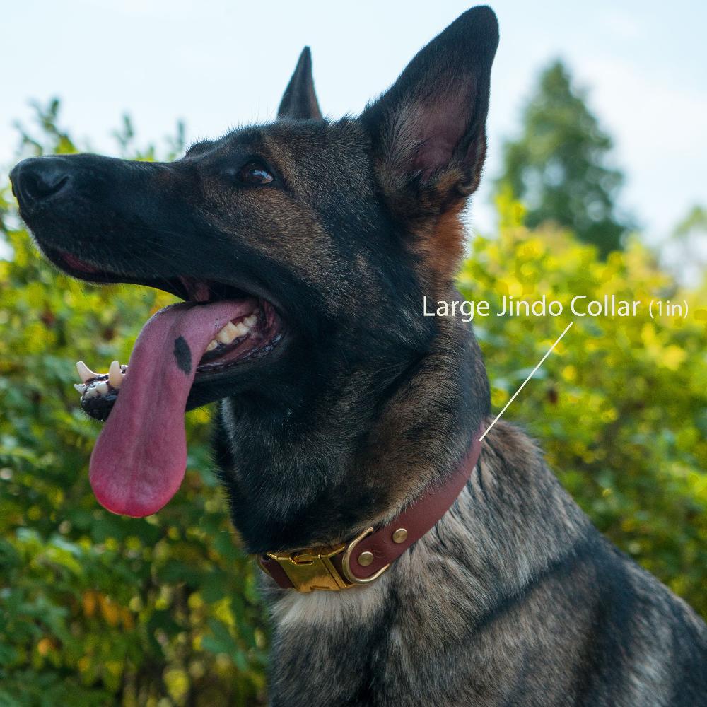 A German Shepherd-type dog wearing a large, 1-inch-wide Jindo collar in medium brown leather with brass hardware, tongue out.