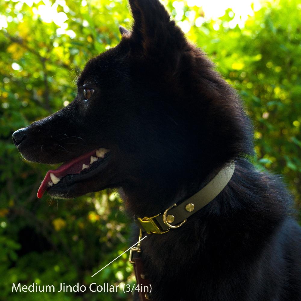 A korean jindo dog wearing a medium, 0.75-inch-wide Jindo collar in olive green leather with brass hardware, tongue out.