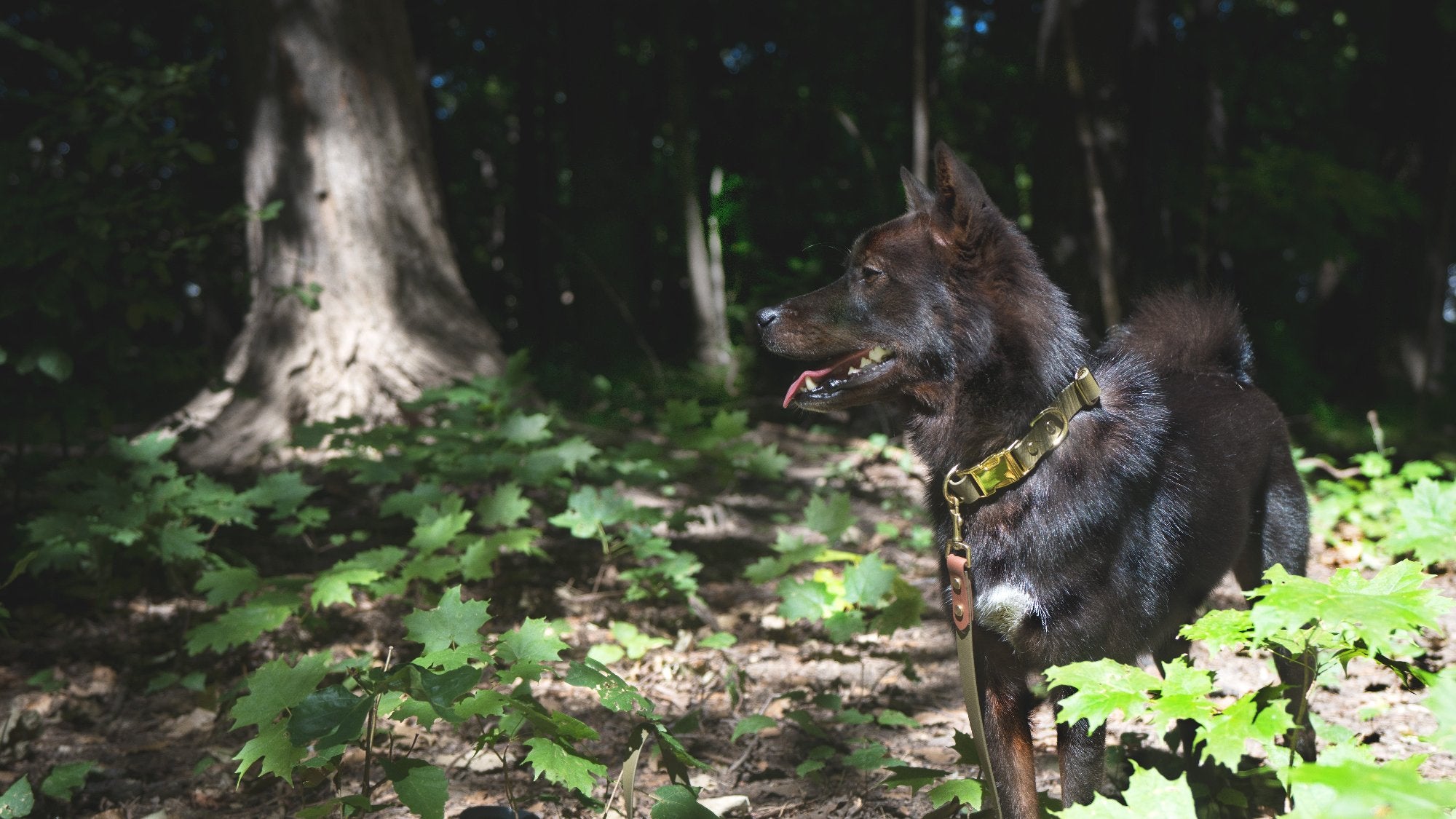 Korean Jindo Dog standing in the forest with an olive green 3/4 inch Jindo collar and hands free leash with togue out 